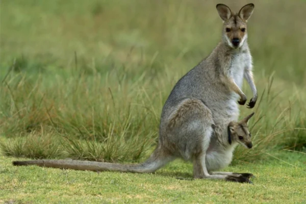 Australia Wild: Top End Itinerary Code: BA3AUG1902