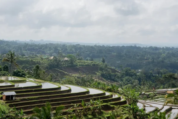 Bali Smart, The Heart Of The Island – Honeymoon Travel Code: BA3IDG1598