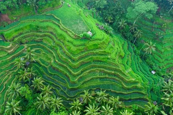 Bali Smart, The Heart Of The Island – Honeymoon Travel Code: BA3IDG1598