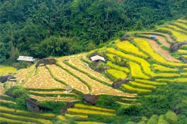 Bali Smart, The Heart Of The Island – Honeymoon Travel Code: BA3IDG1598